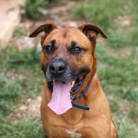 Tyson, chien à adopter