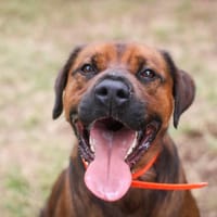 Victor, chien à adopter