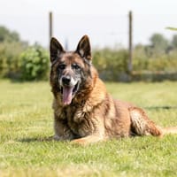 JUNIOR, chien à adopter