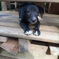 Sweetie, chienne à adopter