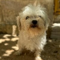 PUCI (Animalea), chien à adopter