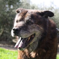 TOM, chien à adopter