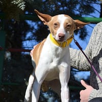 PINCHO, chien à adopter