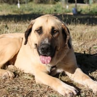 WIKA, chienne à adopter