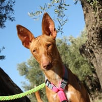 IKER, chien à adopter