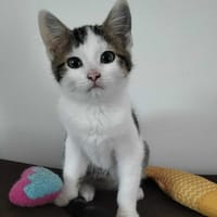 ARYA, chatte à adopter