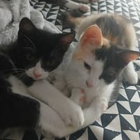 LUNE et JERRY, chat à adopter