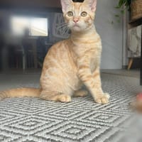 BISCOTTE, chatte à adopter