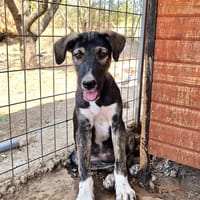 charles, chien à adopter