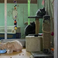 AMOUR, AMY, ANNY, chat à adopter