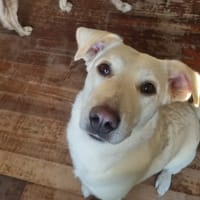 nea, chienne à adopter