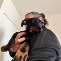 AINA, chienne à adopter