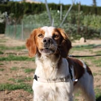 ROCKY, chien à adopter