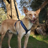 BALOO, chien à adopter