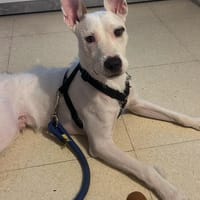 KEVEN, chien à adopter
