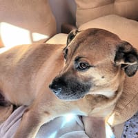HERCULES, chien à adopter