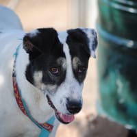 LUNA, chienne à adopter