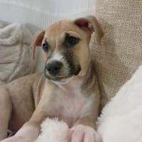 ROCKY, chien à adopter