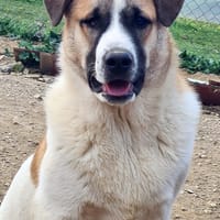 BENITO, chien à adopter