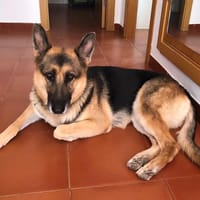 DUNA, chienne à adopter