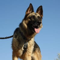 JARA, chienne à adopter