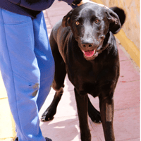 DRAGO, chien à adopter
