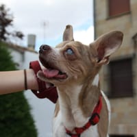 LOLO, chien à adopter