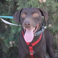 CHOCOLATE, chien à adopter