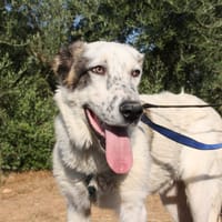 TANGO, chien à adopter