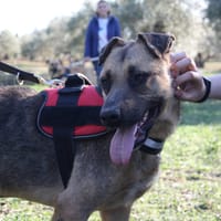 OTTO, chien à adopter