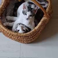 Ayala, chatte à adopter