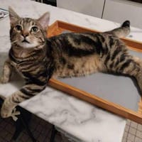 ARLY, chat à adopter