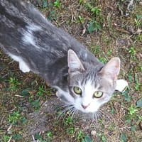 WOK A RESERVER, chatte à adopter