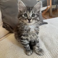 ABBA / A-HA, chat à adopter