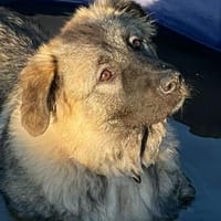 Fräulein ANNA :), Hündin zur Adoption
