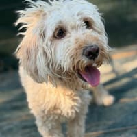 Teddy sucht...Dich, Hund zur Adoption