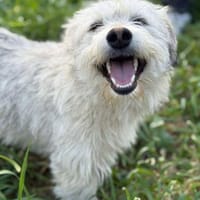 Duke, Hund zur Adoption