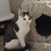 ***MADDIE und THEA im Doppelpack!, Katze zur Adoption