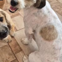 Otto - netter Familienhund sucht Zuhause, Hund zur Adoption