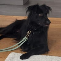 Timmy, Hund zur Adoption