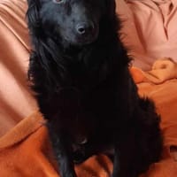 Lieber Prince, Hund zur Adoption