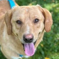 KINO-entzückender Kuschel-Rüde, 44 cm, Hund zur Adoption