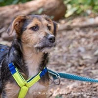 Bobi ist ein prima Kerl, Hund zur Adoption