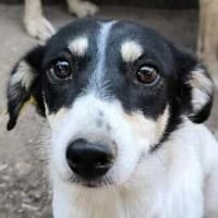 MORENA-hübsche Hündin, 35-40 cm, Hündin zur Adoption