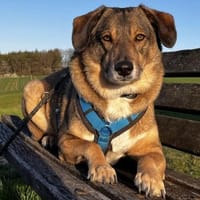 Rüde Shadow sucht Herzensmenschen, Hund zur Adoption