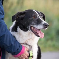 Bim   sucht das Glück, ..., Hund zur Adoption