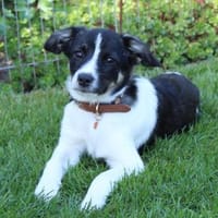 Kleine Rike auf der Suche nach, Hündin zur Adoption