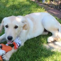 Kleine Iris sucht ein für Immer Zuhause, Hündin zur Adoption