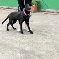 Iris, lebhafter Junghund, Hündin zur Adoption