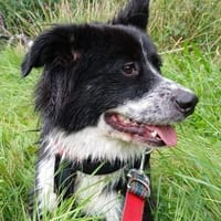 KIRA - auf Pflege in 96xxx Weißenbrunn!, Hündin zur Adoption